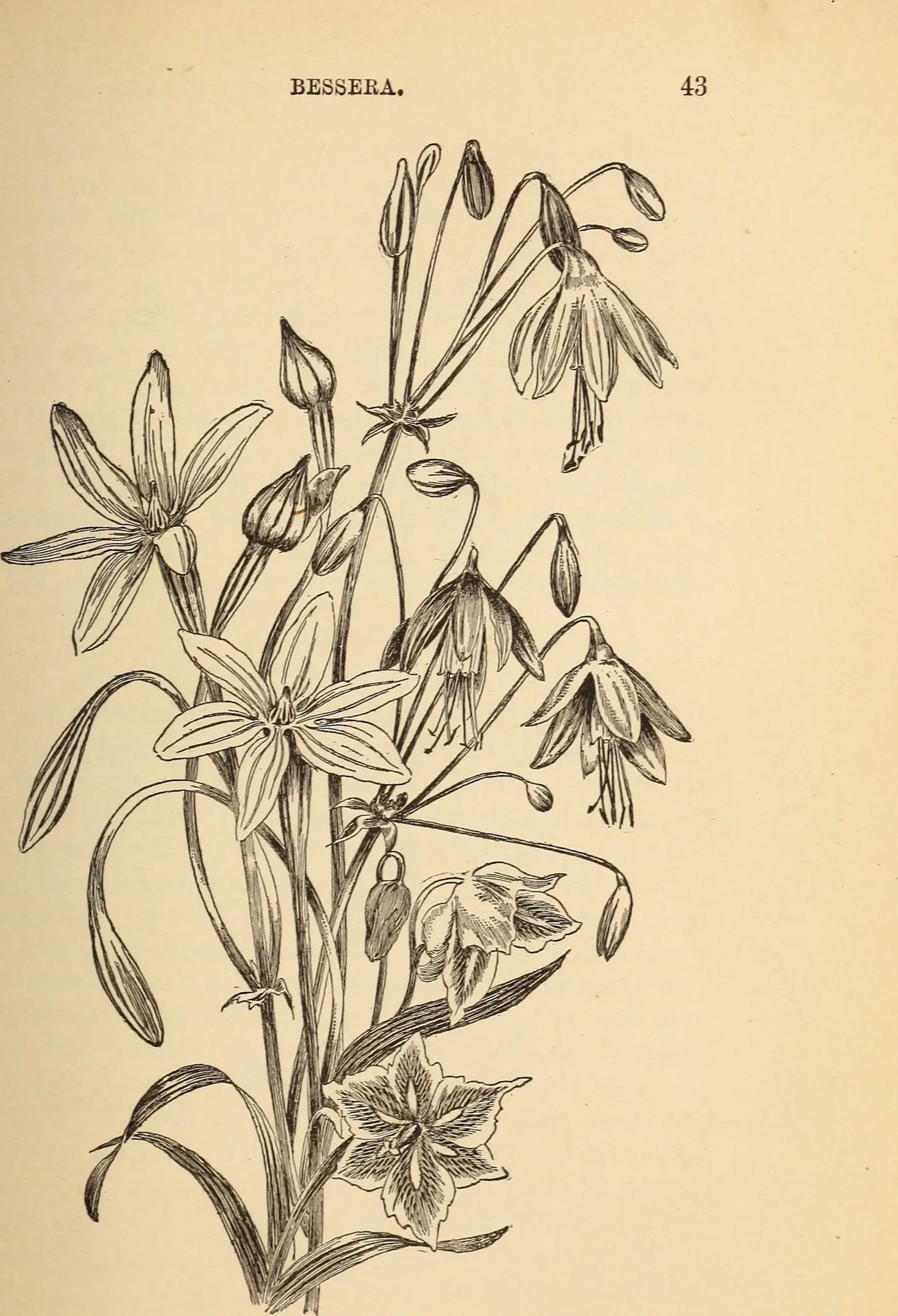 Engraving of Bessera, a bulbous plant with drooping star flowers, from a Victorian bulb manual