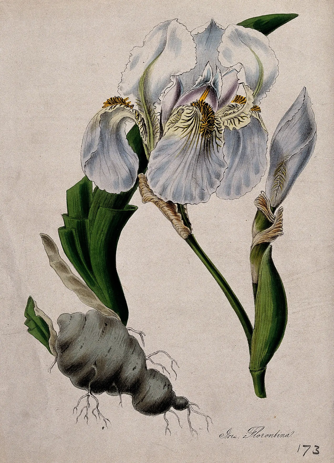 Coloured lithograph of a flag iris with its fat rhizome at the base