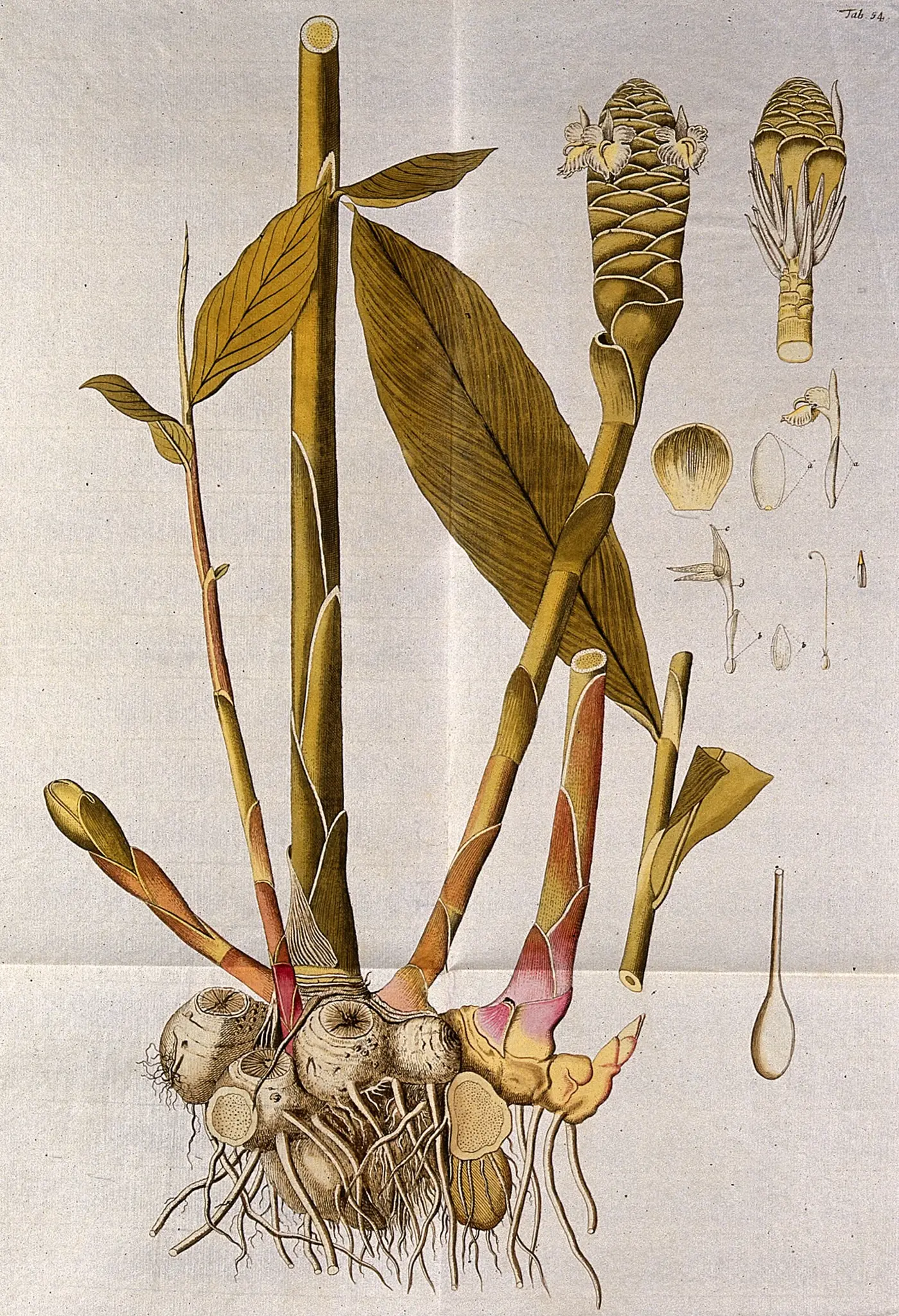 Hand-coloured print of zerumbet ginger with its flowering stem and rhizome